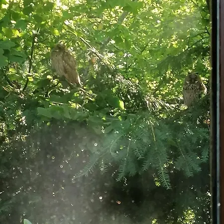 Schwarzwald ستينن